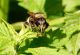 laphria 1c.jpg