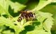 Laphria 2c.jpg