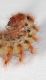 Larva sconosciuta4.JPG