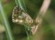 IMG_6292_Pyrgus_crop_sm.jpg