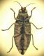 Buprestis 1B.JPG