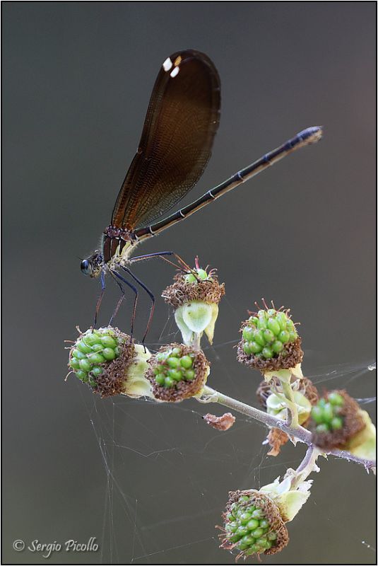 Calopteryx-haemorrhoidalis-20230727-003-JMWf.jpg