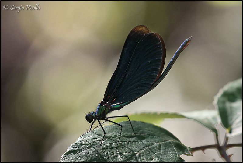 Calopteryx-sp-20230727-007-JMOGf.jpg