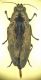Buprestis 3A.JPG