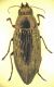 Buprestis 4A.JPG