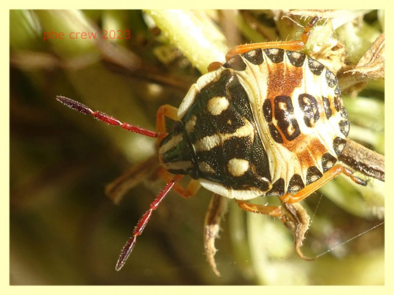 Carpocoris sp. -  Anzio 1.8.2023 - (6).JPG