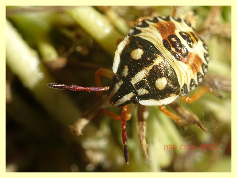 Carpocoris sp. -  Anzio 1.8.2023 - (7).JPG