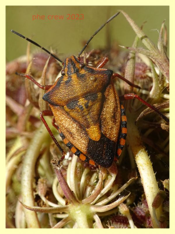 Carpocoris sp. -  Anzio 1.8.2023 - (1).JPG