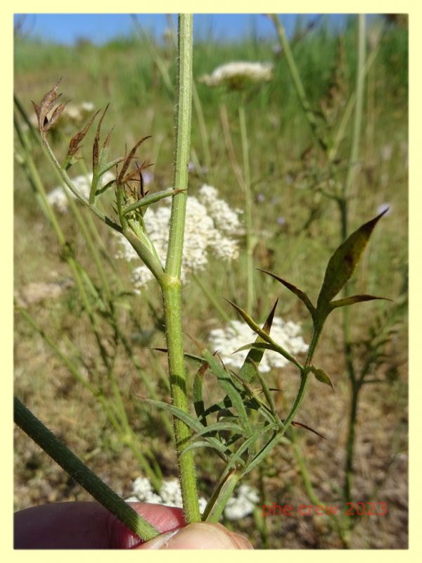 Carpocoris sp. -  Anzio 1.8.2023 - (4).JPG