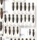 Staphylinidae 57.JPG