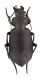 Comb3975cr-09L6.jpg