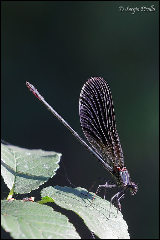 Calopteryx-haemorrhoidalis-20230806-018-DPPWf.jpg