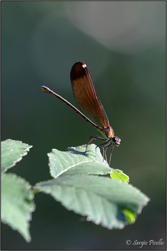 Calopteryx-haemorrhoidalis-20230806-008-DPPWf.jpg