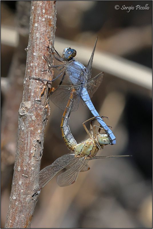 Orthetrum-brunneum-20230806-035-DPPWf.jpg