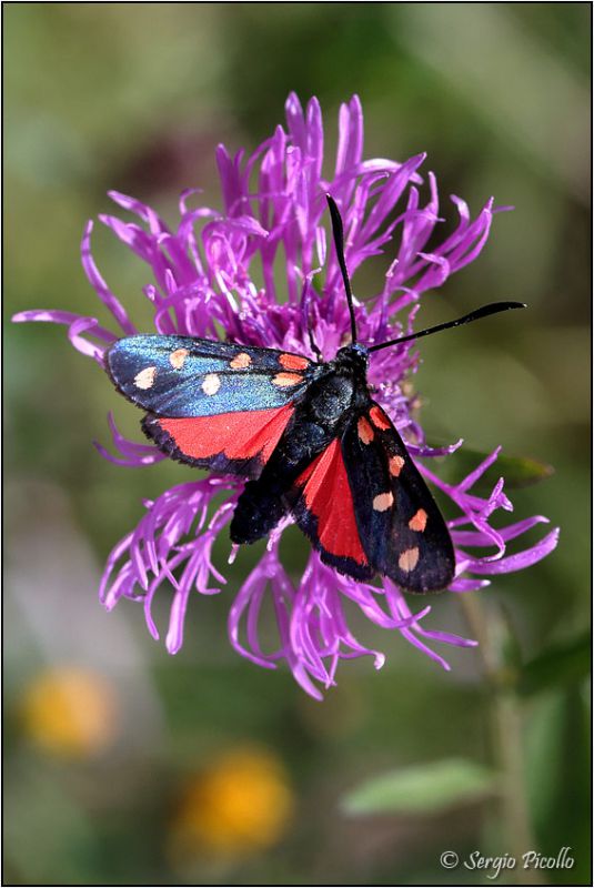 Zygaena-sp-20230809-011-DPPWf.jpg