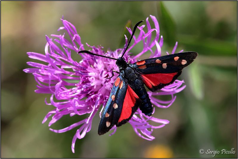 Zygaena-sp-20230809-013-DPPOGf.jpg