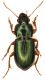 Carabidae1_Terminillo_1700m_10-VIII-2010_10mm.jpg