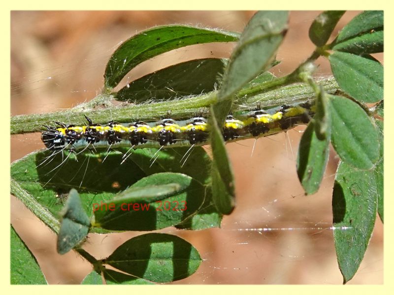 larva lep. quasi 30 mm. e pianta ospite - Tor Caldara 12.8.2023 - (1).JPG