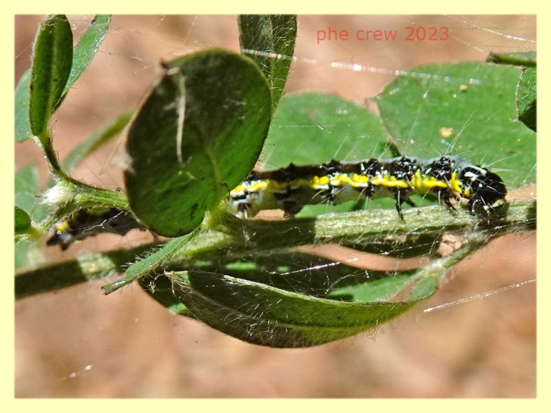 larva lep. quasi 30 mm. e pianta ospite - Tor Caldara 12.8.2023 - (10).JPG