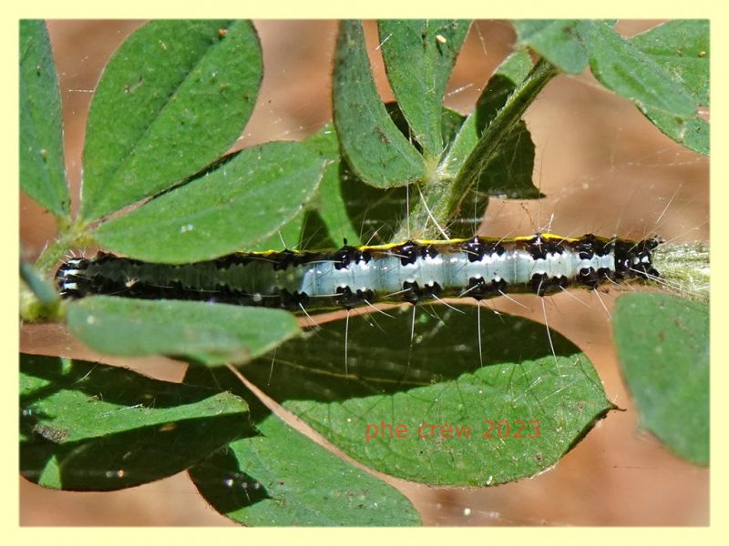 larva lep. quasi 30 mm. e pianta ospite - Tor Caldara 12.8.2023 - (2).JPG