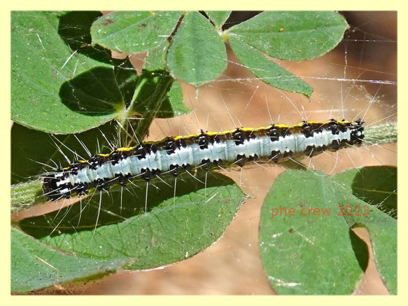larva lep. quasi 30 mm. e pianta ospite - Tor Caldara 12.8.2023 - (8).JPG