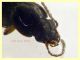 Acupalpus sp.  3 mm. - Tor Caldara 12.8.2023 - (3).JPG