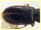 Acupalpus sp.  3 mm. - Tor Caldara 12.8.2023 - (1).JPG
