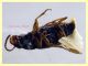 Acupalpus sp.  3 mm. - Tor Caldara 12.8.2023 - (4).JPG
