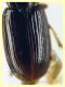Acupalpus sp.  3 mm. - Tor Caldara 12.8.2023 - (9).JPG