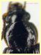 Acupalpus sp.  3 mm. - Tor Caldara 12.8.2023 - (10).JPG