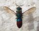 Chrysididae.jpg