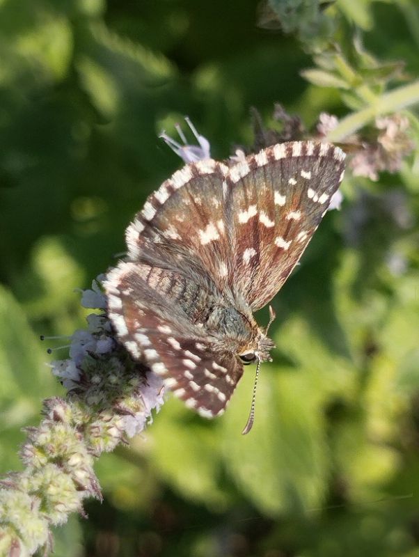 Spialia sertorius.jpg