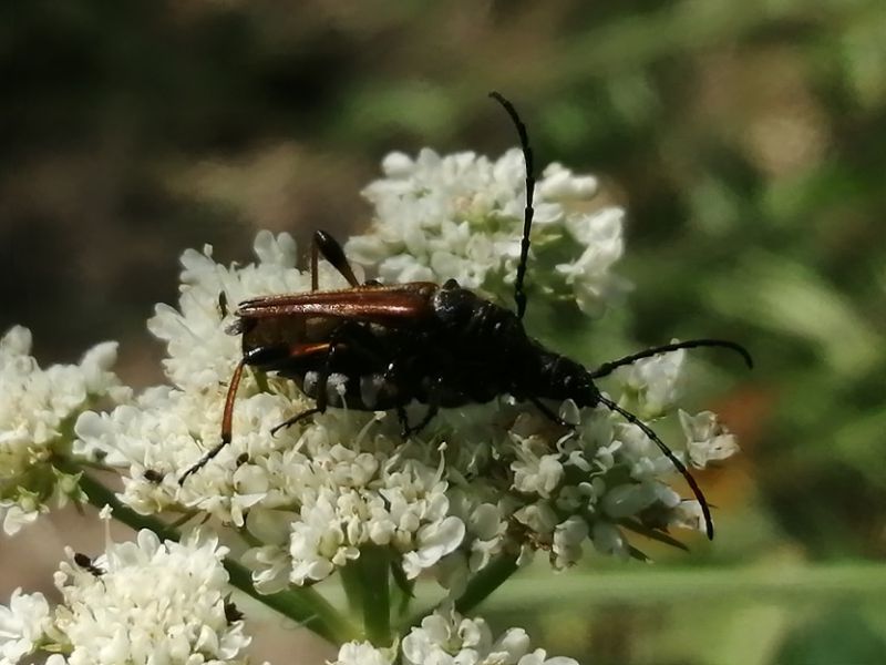 Stenopterus ater_cerambycidae.jpg