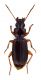 Comb3993cr-17L6.jpg