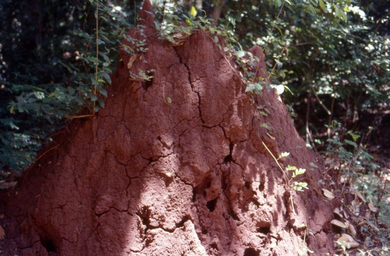 termitaio srilanka001mod2.jpg