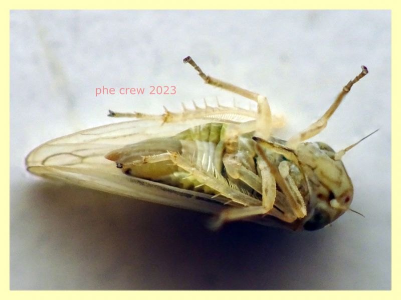 Austroagallia sinuata - 4 mm. alla punta delle ali - Anzio 19.8.2023 - (8).JPG