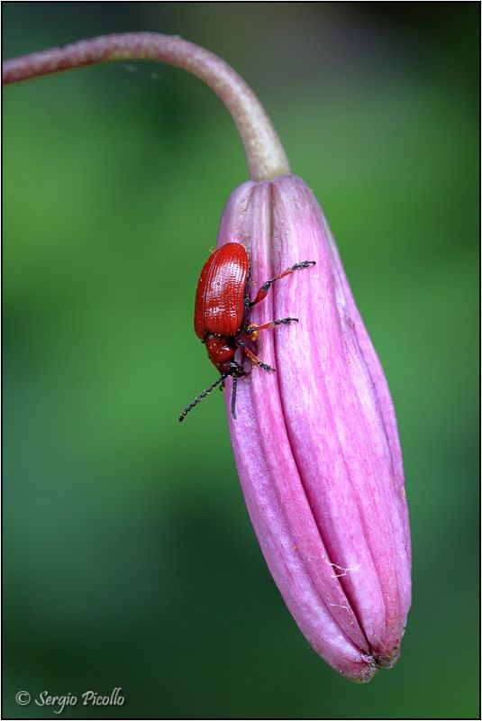 Lilioceris-sp-20220623-001-DPPWf.jpg