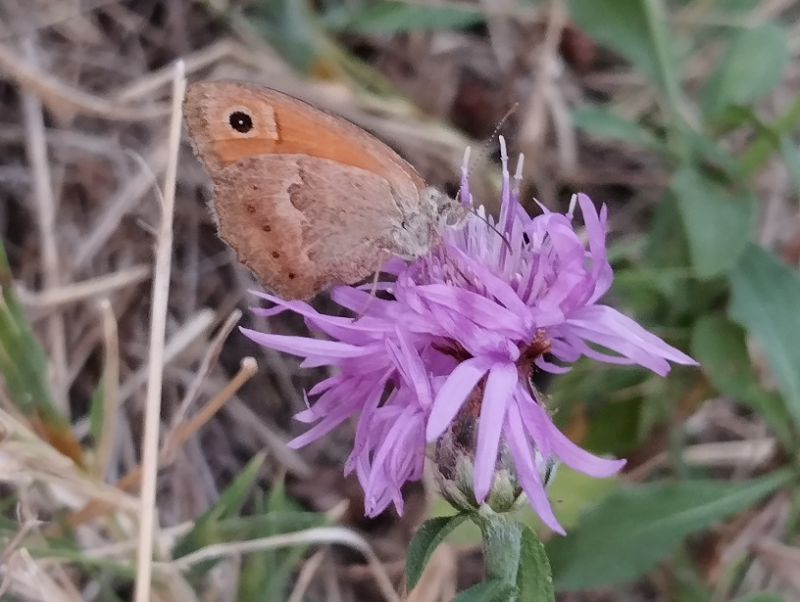 coenonympha (6).jpg