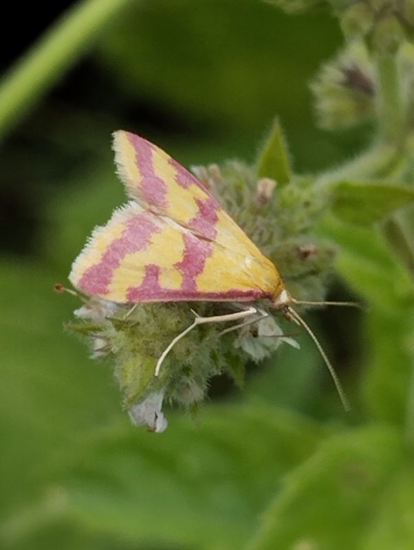 idaea muricata.jpg