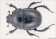 anoplotrupes_lo.jpg
