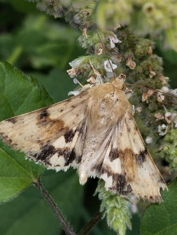 heliothis.jpg