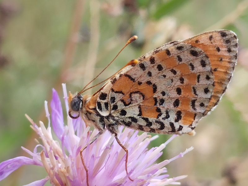 melitaea cinxia.jpg