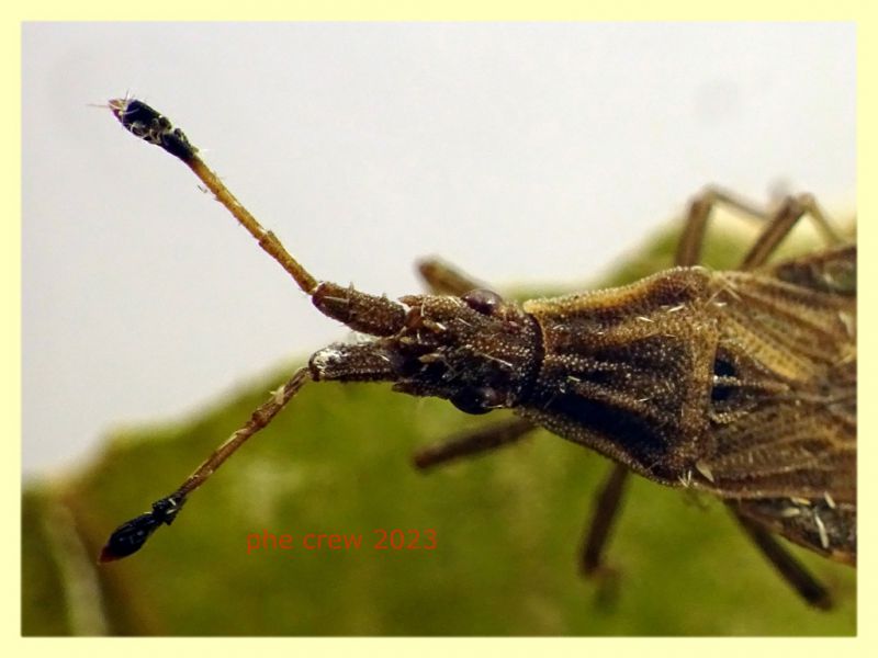 Spathocera lobata quasi 7 mm. Anzio Falasche - 22.5.2023 - (3).JPG