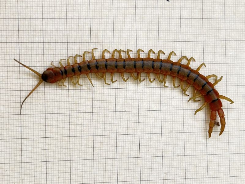 Scolopendra cingulata (1).JPG