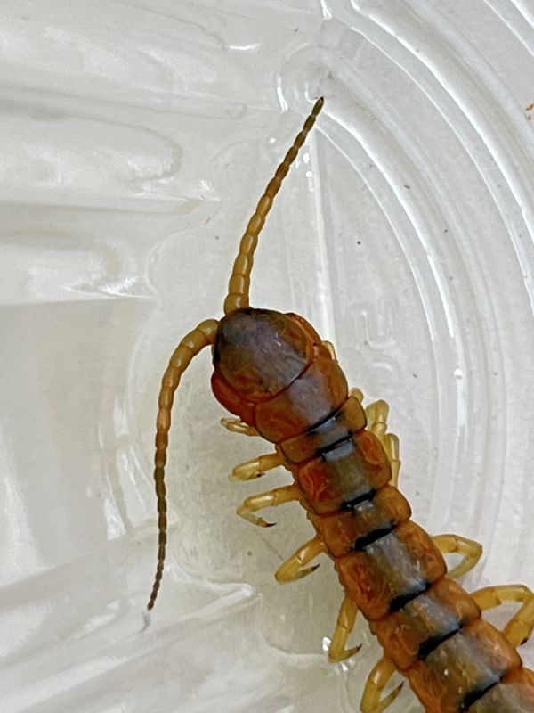 Scolopendra cingulata (5).JPG