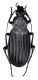 Comb4001cr-12L6.jpg