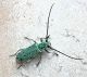 Saperda punctata (2).JPG