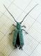 Saperda punctata (4).JPG