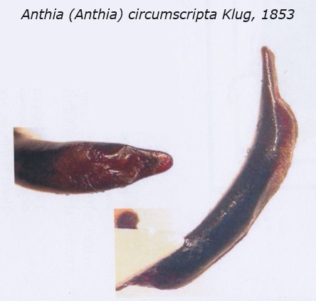 Anthia (Anthia) circumscripta Klug, 1853.JPG