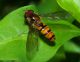 Episyrphus balteatus.jpg